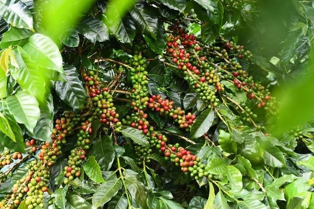 牛奶咖啡：美味与营养的完美结合