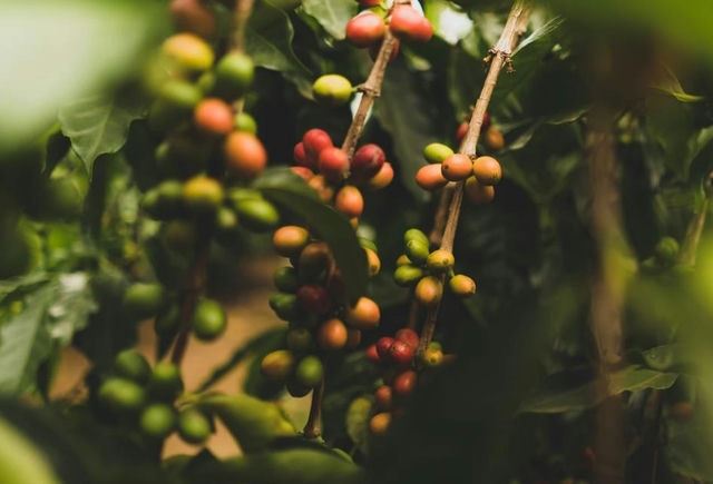 Tims咖啡：中高端品质，独享时光