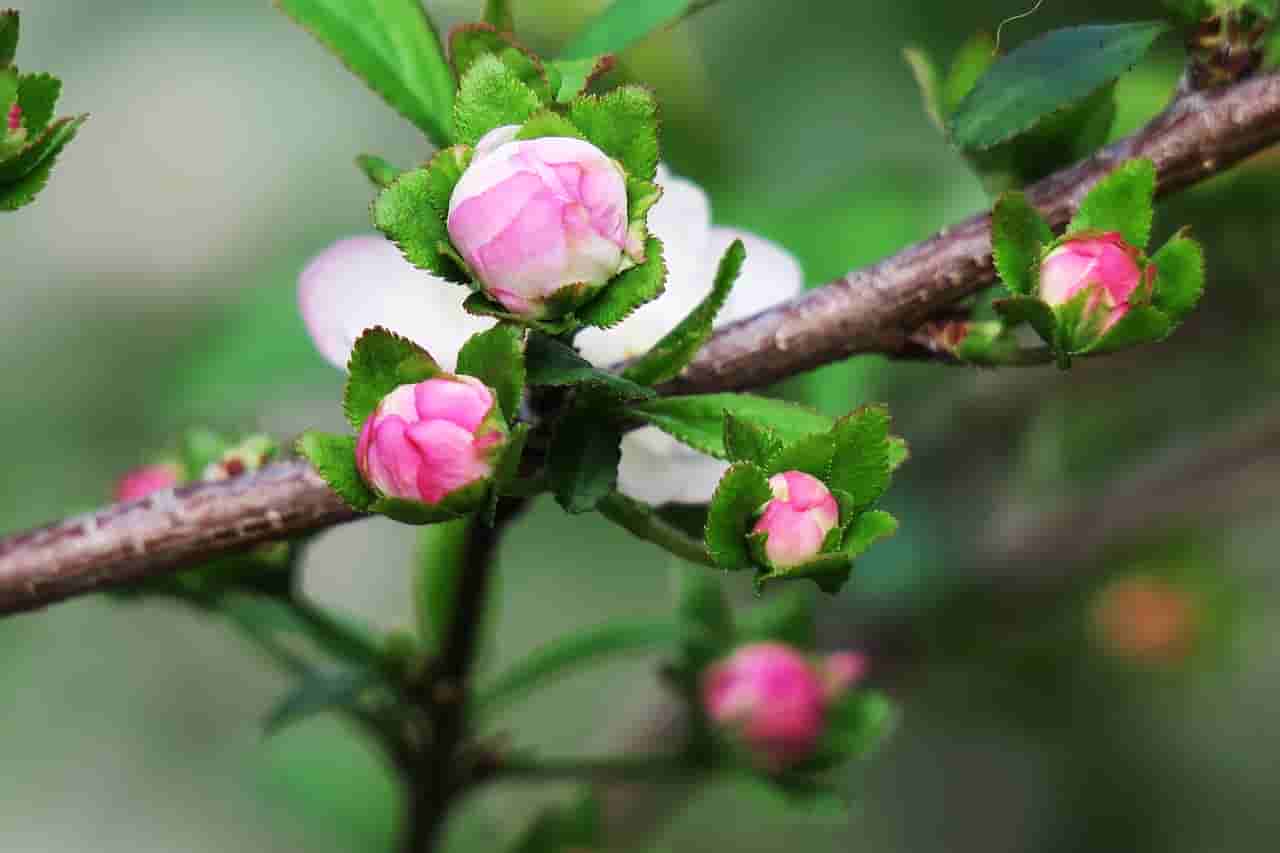金秋时节果实累累映红农民笑颜 金秋时节果实累累映红农民笑颜