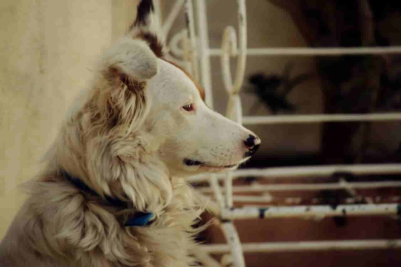 小杨哥掉粉超200万的背后故事