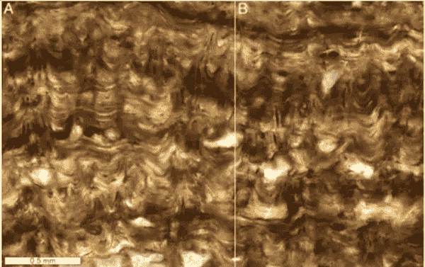4.8亿年前“海洋建筑师”现身宜昌，骨骼构造刷新认知