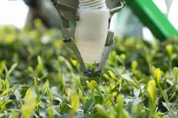 <font color='red'>重庆</font>邮电大学研发采茶机器人，2秒摘一叶，精准高效解行业之痛