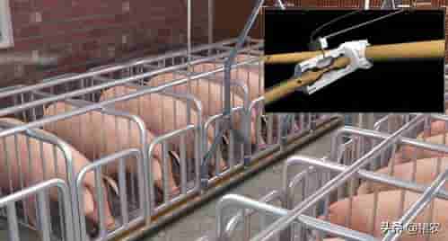科技养猪设备：提升养猪效益的利器