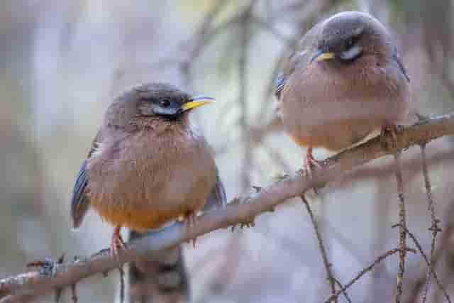 佳能EOS R5 Mark II生态摄影之旅：捕捉飞羽之美，记录自然奇迹