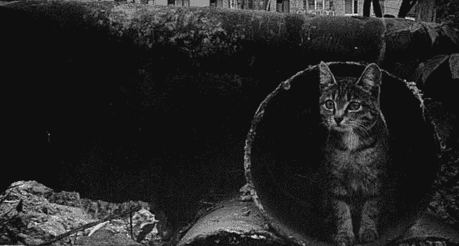 陪伴之城计划——守护与治愈