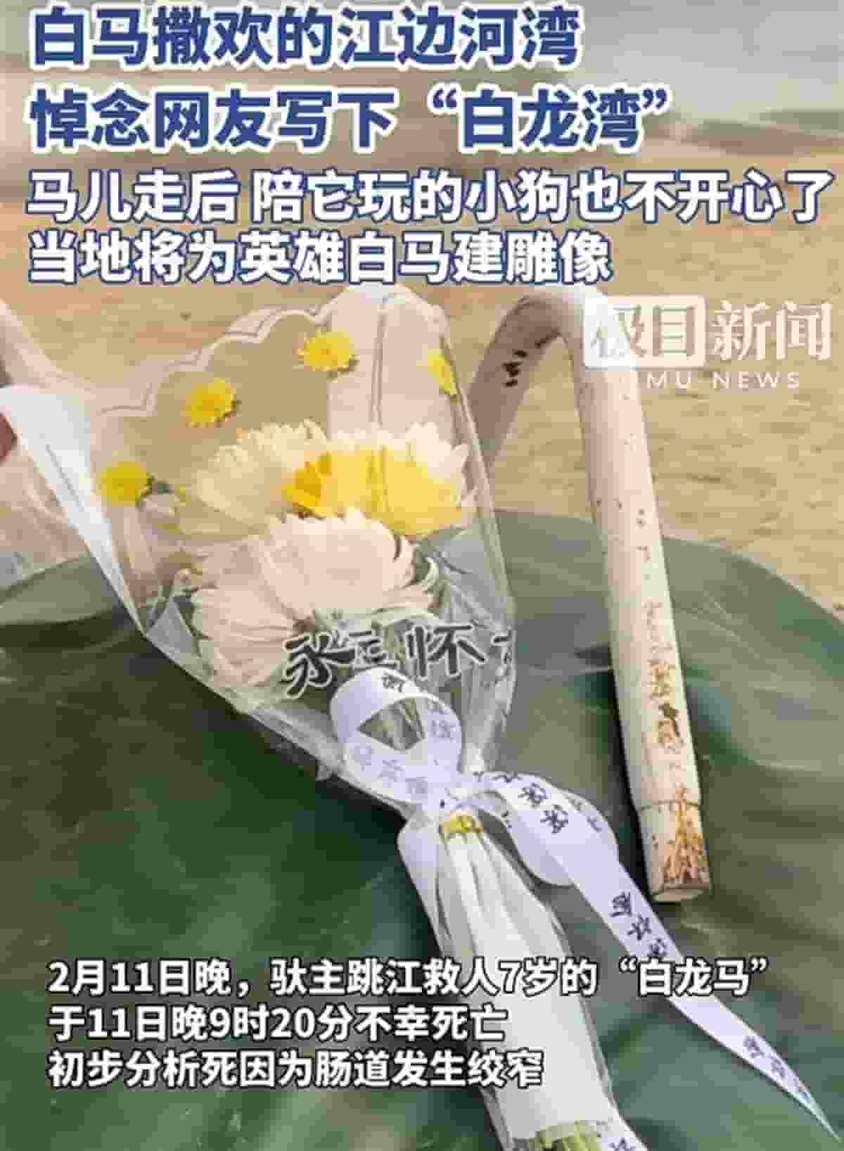 白龙马英勇救人成永恒记忆，仙桃精神闪耀荆楚大地