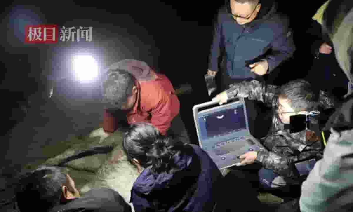 勇敢“白龙马”离世，突发肠绞窄引关注：马儿健康何以守护？