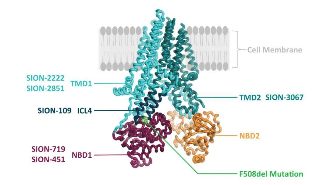 Sionna Therapeutics纳斯达克上市首日飙涨，市值突破10亿美金！路演PPT大公开