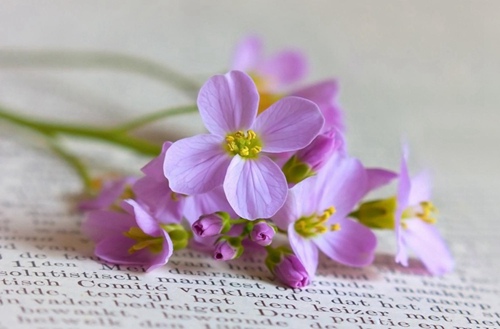 安阳2023年开设学前教育专业的职教中心有哪些