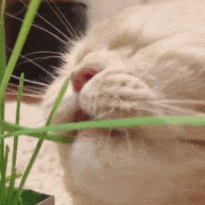 猫咪吃猫草的5个你不知道的好处？