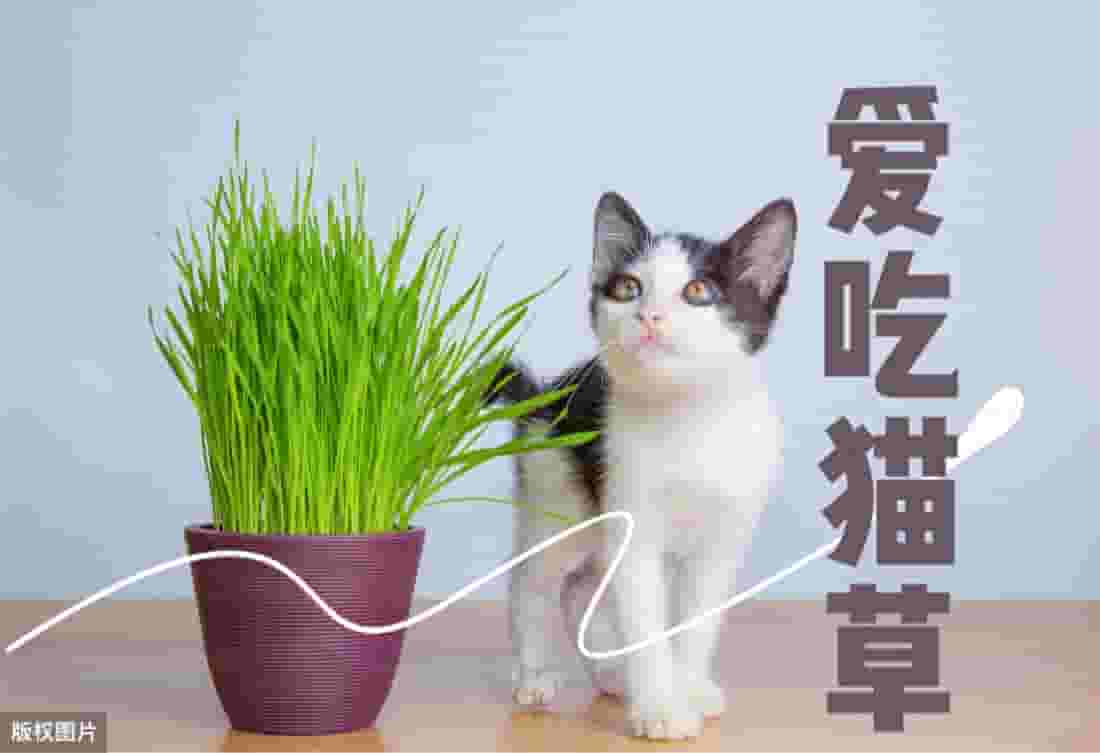 猫为什么爱吃猫草，论猫草的重要性（猫奴必看）