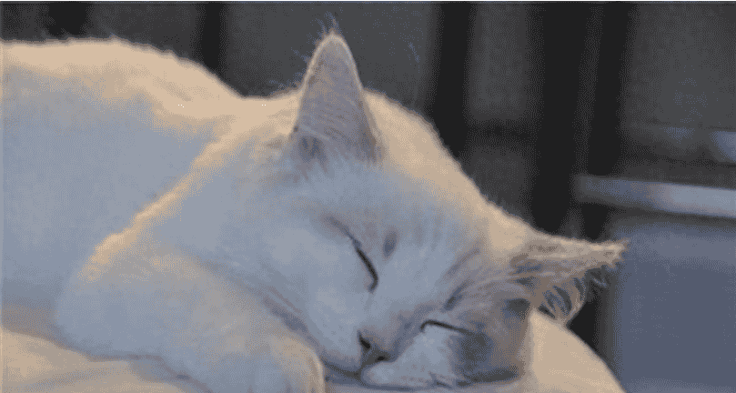 原来猫咪喜欢“睡在你身边”，是因为你有这些特征