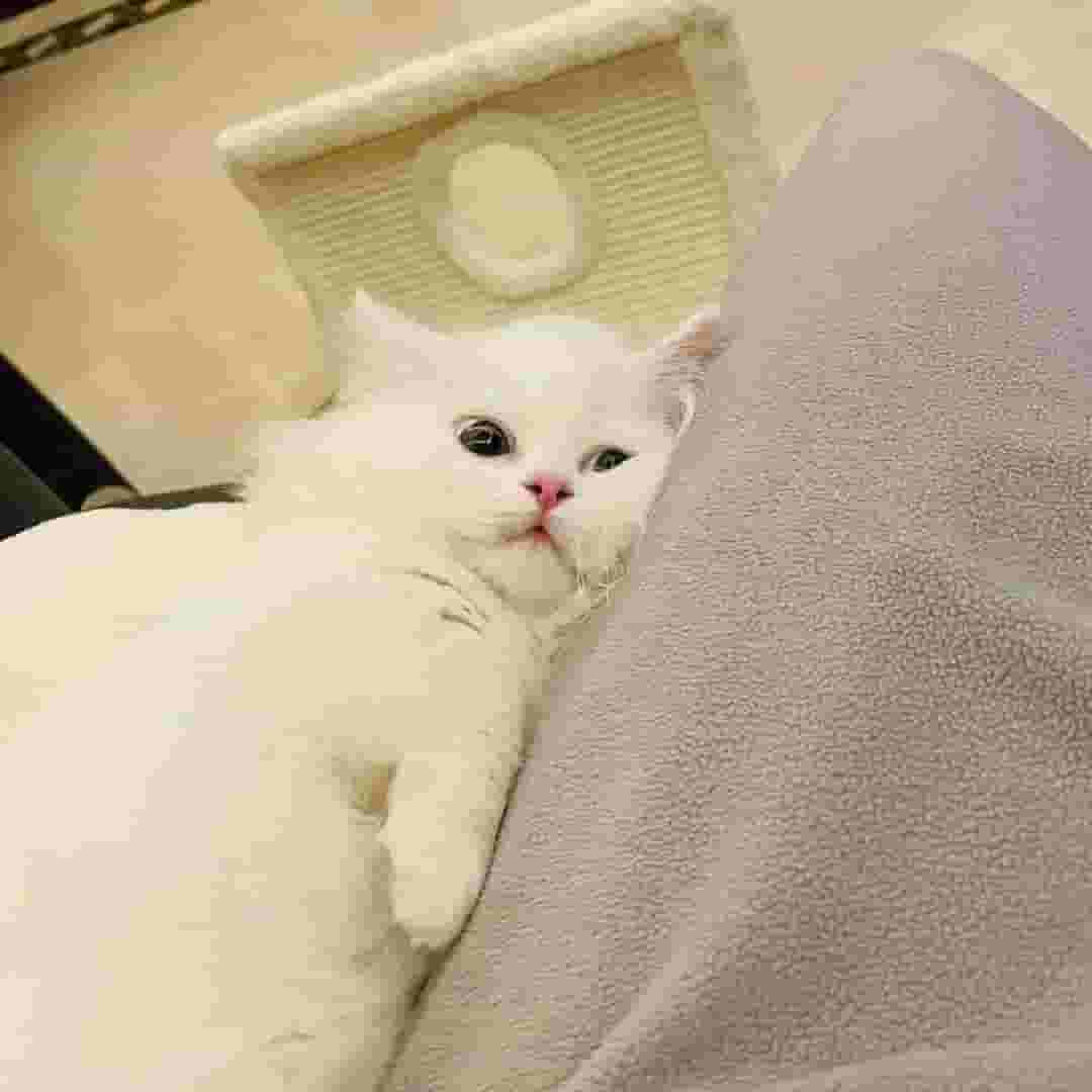 猫咪为什么喜欢挨着你睡？