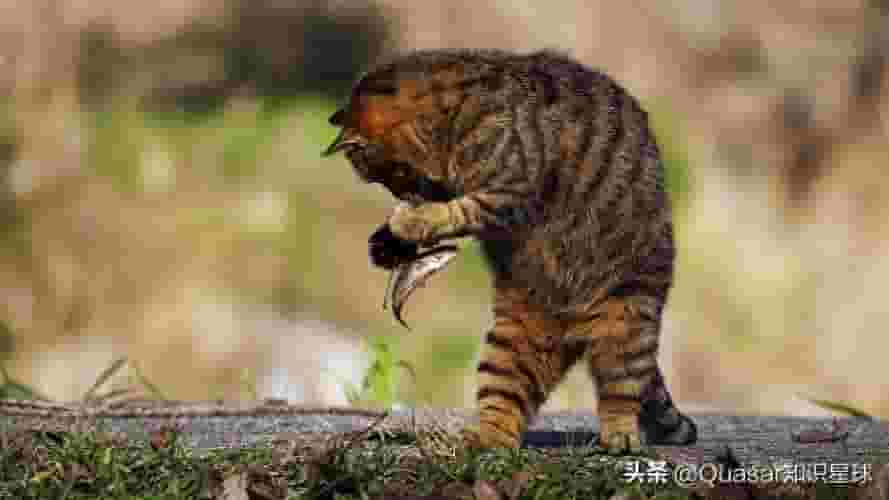 为什么猫吃鱼很难被鱼刺卡住？