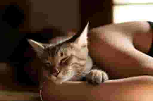 猫咪为什么喜欢睡在你身边？原因有4点，很暖心！