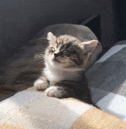 猫咪为什么喜欢和主人一起睡？其实这是好事，可别泼它冷水