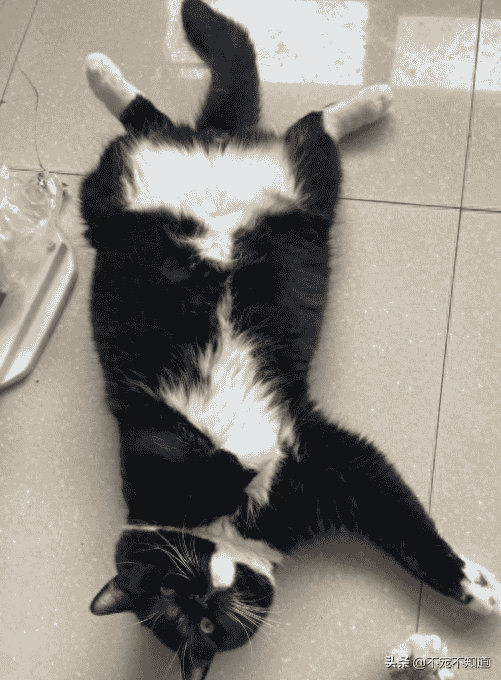 为什么猫咪老咬我？