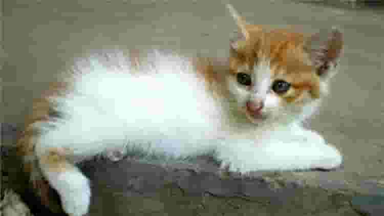 猫咪为什么爱咬人？