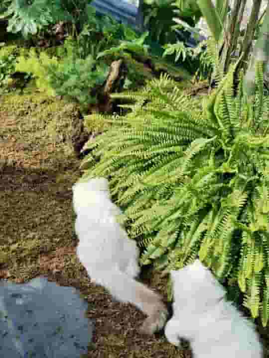 给猫咪吃猫草有什么好处？