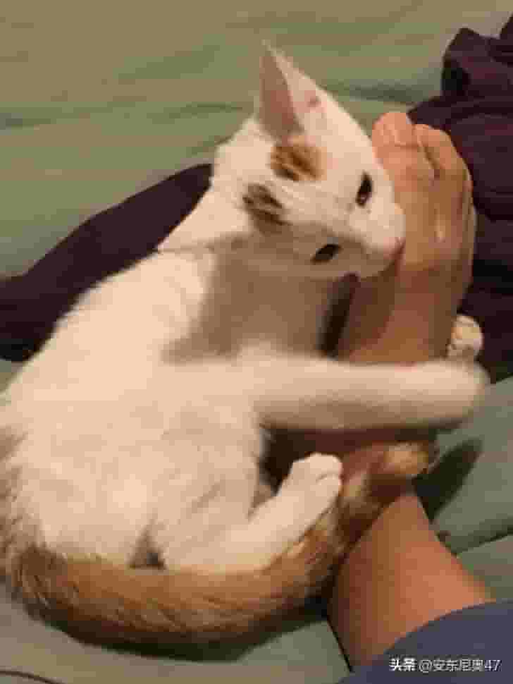 4个猫咪一直咬你的真正原因 它在表