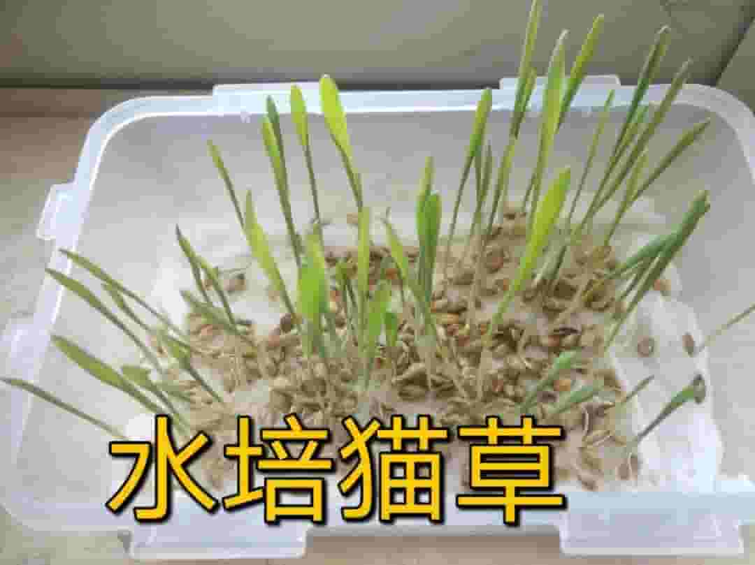 猫咪为什么爱吃猫草