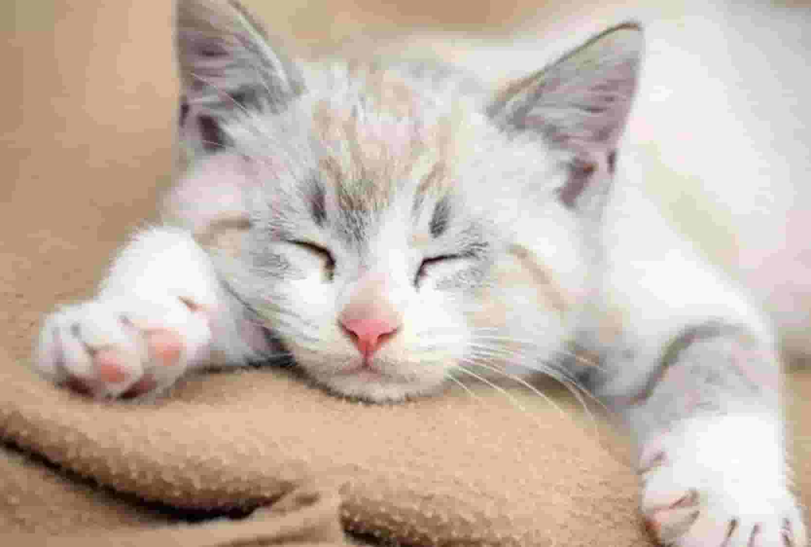 猫为什么喜欢和主人睡一起？