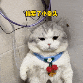 猫咪咬人不一定是它恨你，原因太多了！