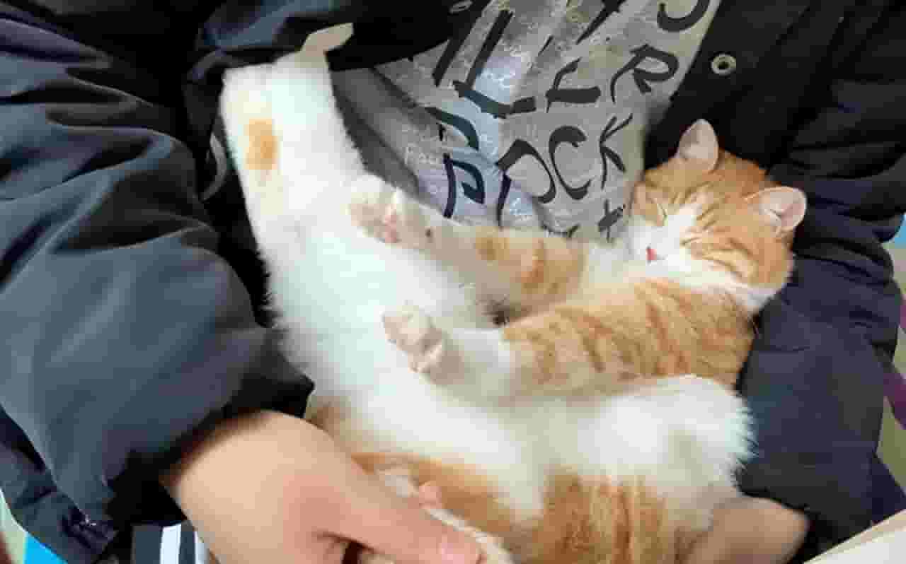 原来猫咪喜欢“挨着你睡”，是因为你有这几种特点！