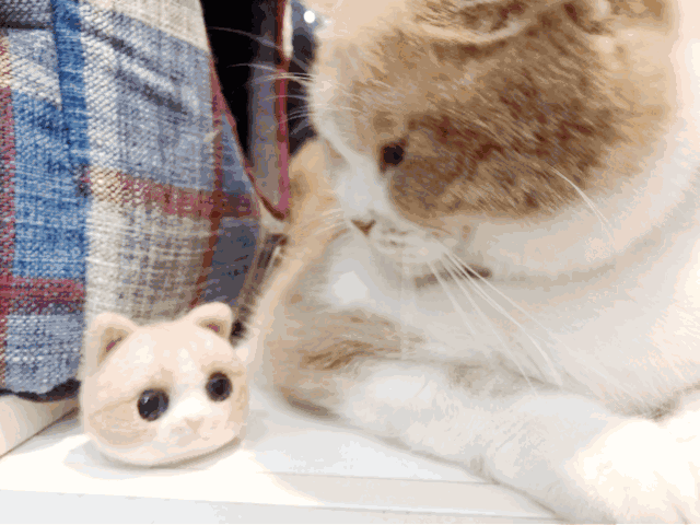 猫咪喜欢“睡”在主人身旁，其实有这几个原因！