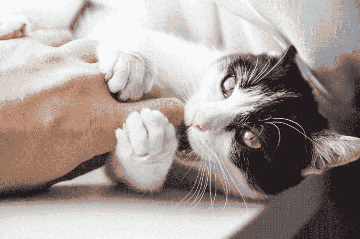 为什么猫咪爱咬人?