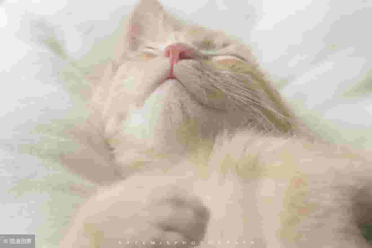 猫咪喜欢睡在你旁边的三个原因