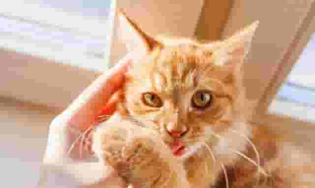 猫咪为什么咬人，如何制止？