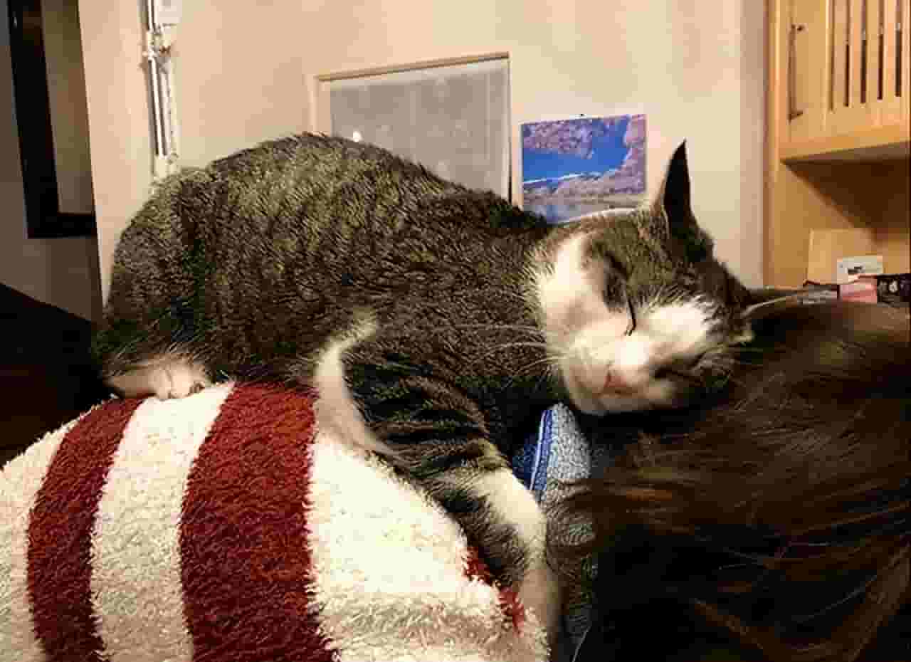 猫咪喜欢睡在你身边，就是爱你？那你错的离谱！