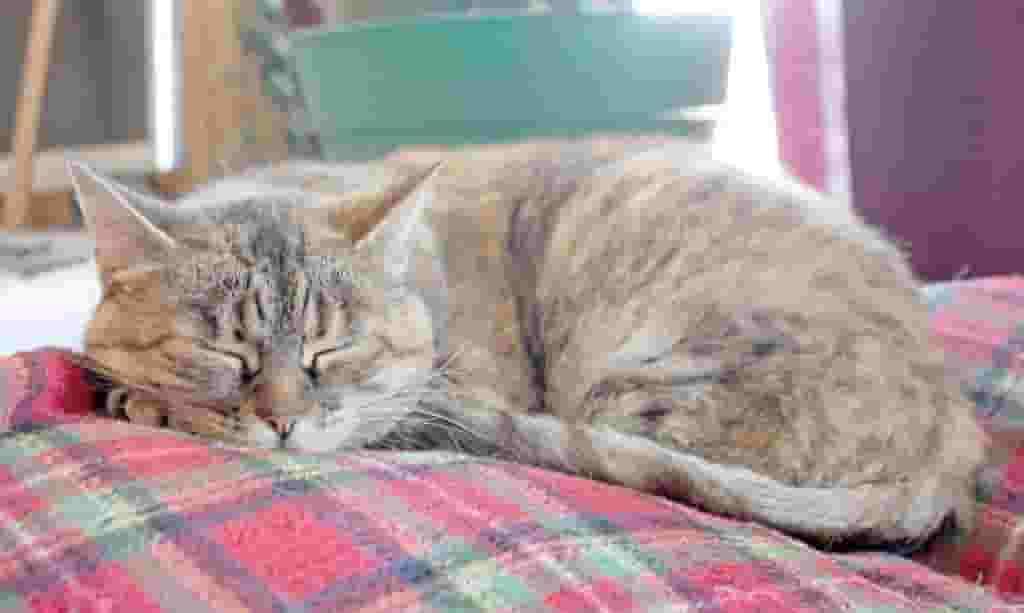 为什么猫咪总喜欢和主人睡在一起？除了想睡觉，还有这7个原因