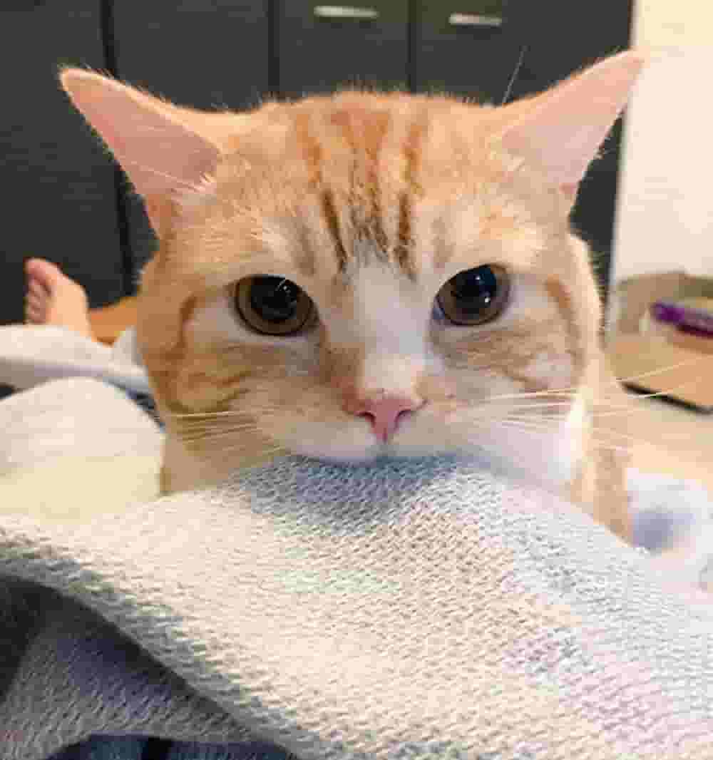 猫咪咬人，背后的原因有5个，怪你不懂它的心