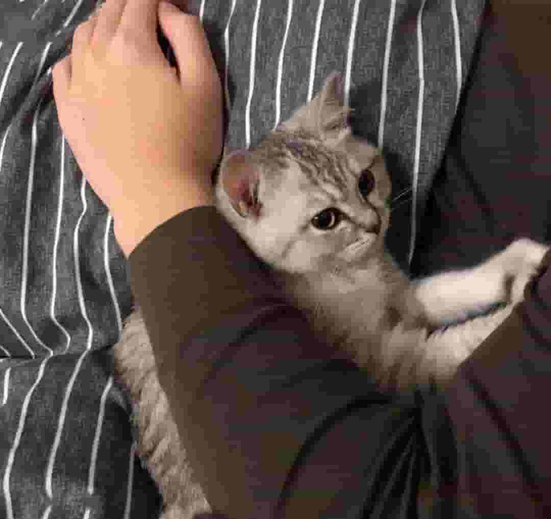 猫咪为啥总爱跟主人睡觉？6个原因，看