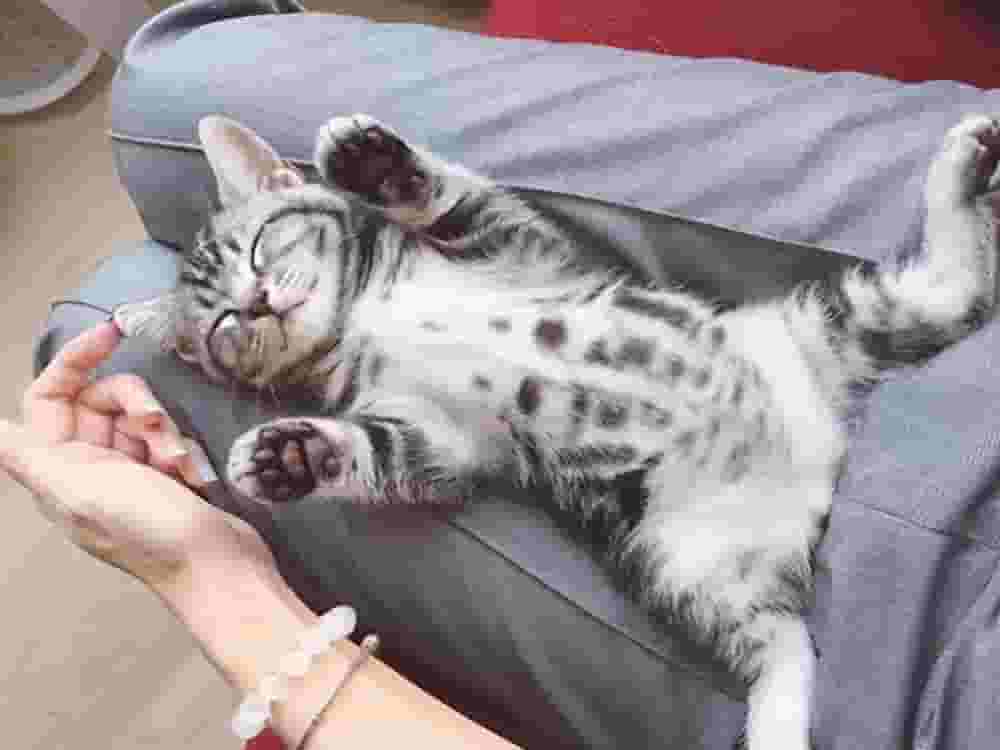 猫咪晚上挨着你睡觉，意味着这些，你别不懂