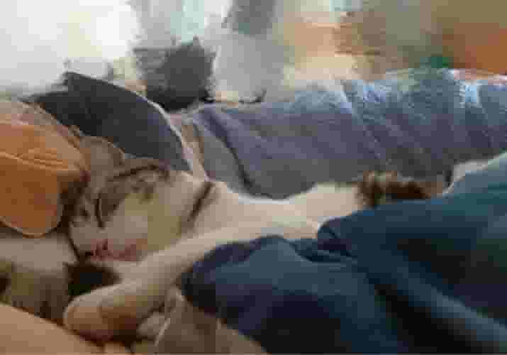 猫总爱靠着你睡？原来不是表达爱意，别多想