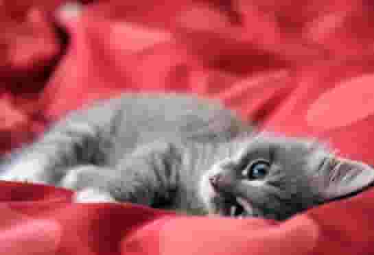 猫咪不是无缘无故的睡在你的身边，有有以下个原因