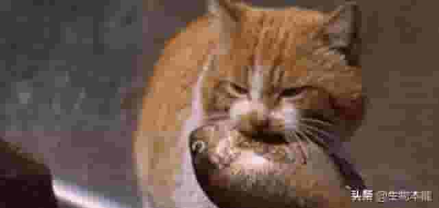 为什么猫从不会被鱼刺“卡住”？镜头放慢50倍，答案一目了然