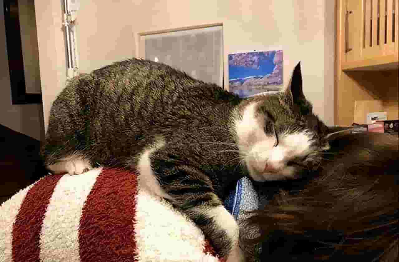 猫咪喜欢睡在你身边，他爱你吗？那你就大错特错了！