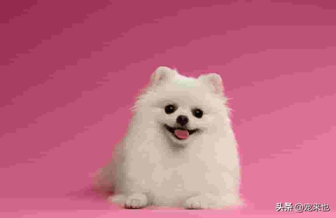 猫咪为什么喜欢睡在主人的旁边