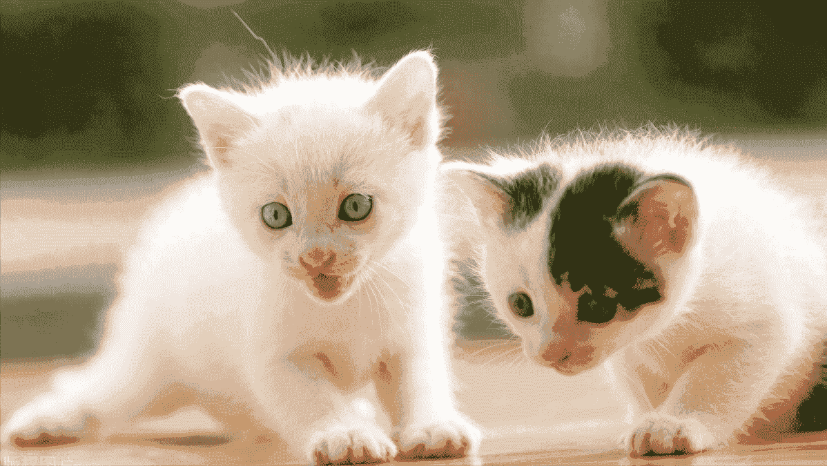 猫咪睡在你身上？这是它发出的“信号”，铲屎官要了解清楚