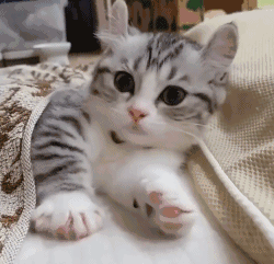 猫咪冷知识之为什么猫咪喜欢挨着人睡