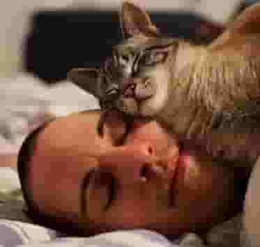 猫咪为什么喜欢跟你“同床共枕”？原来背后隐藏了这些心理