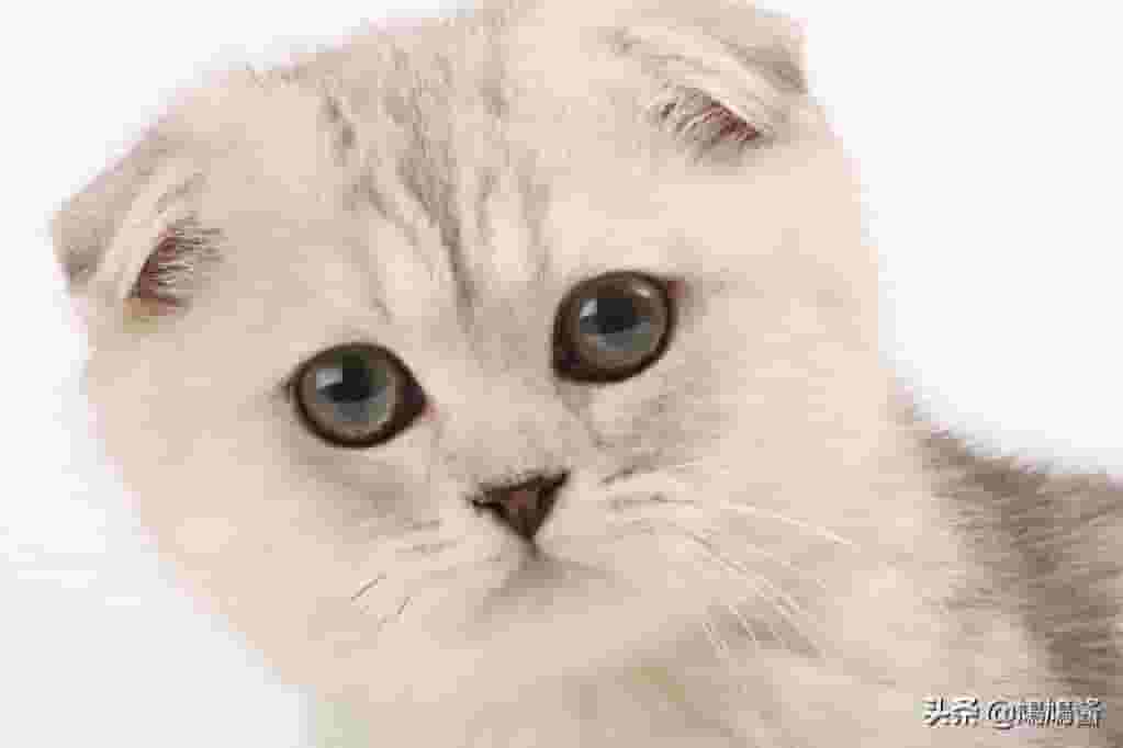 猫咪喜欢咬人怎么办？该如何纠正？