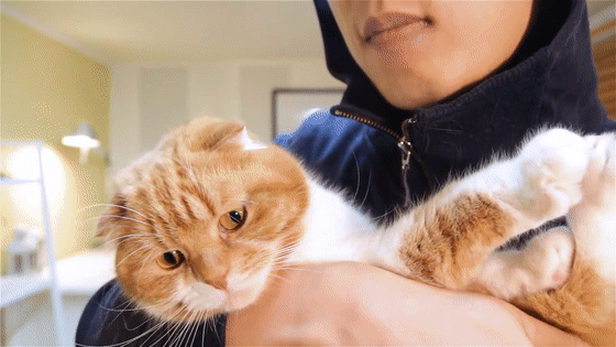 猫咪为什么会喜欢睡在铲屎官的身边？原因有这些