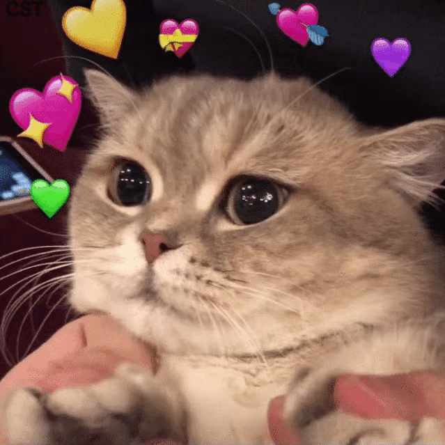 猫咪为什么喜欢和主人“睡觉”？离不开这5个原因