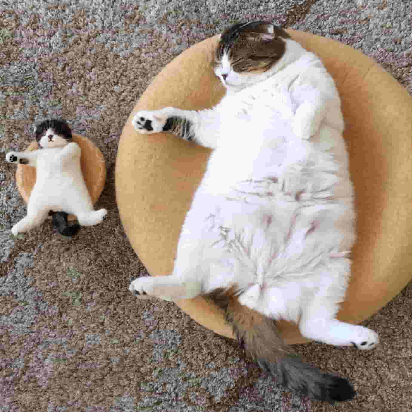 猫咪喜欢睡在这6个地方，说明它很信任你