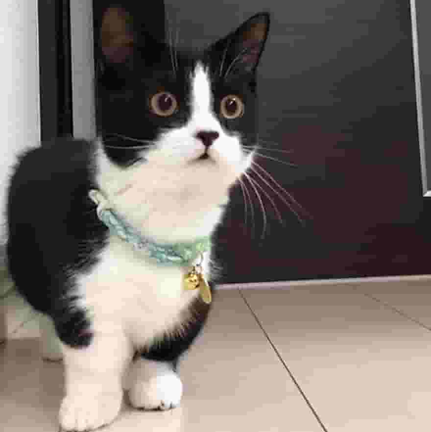 为什么有时候摸猫咪，它会忽然间翻脸咬人？原因有7个